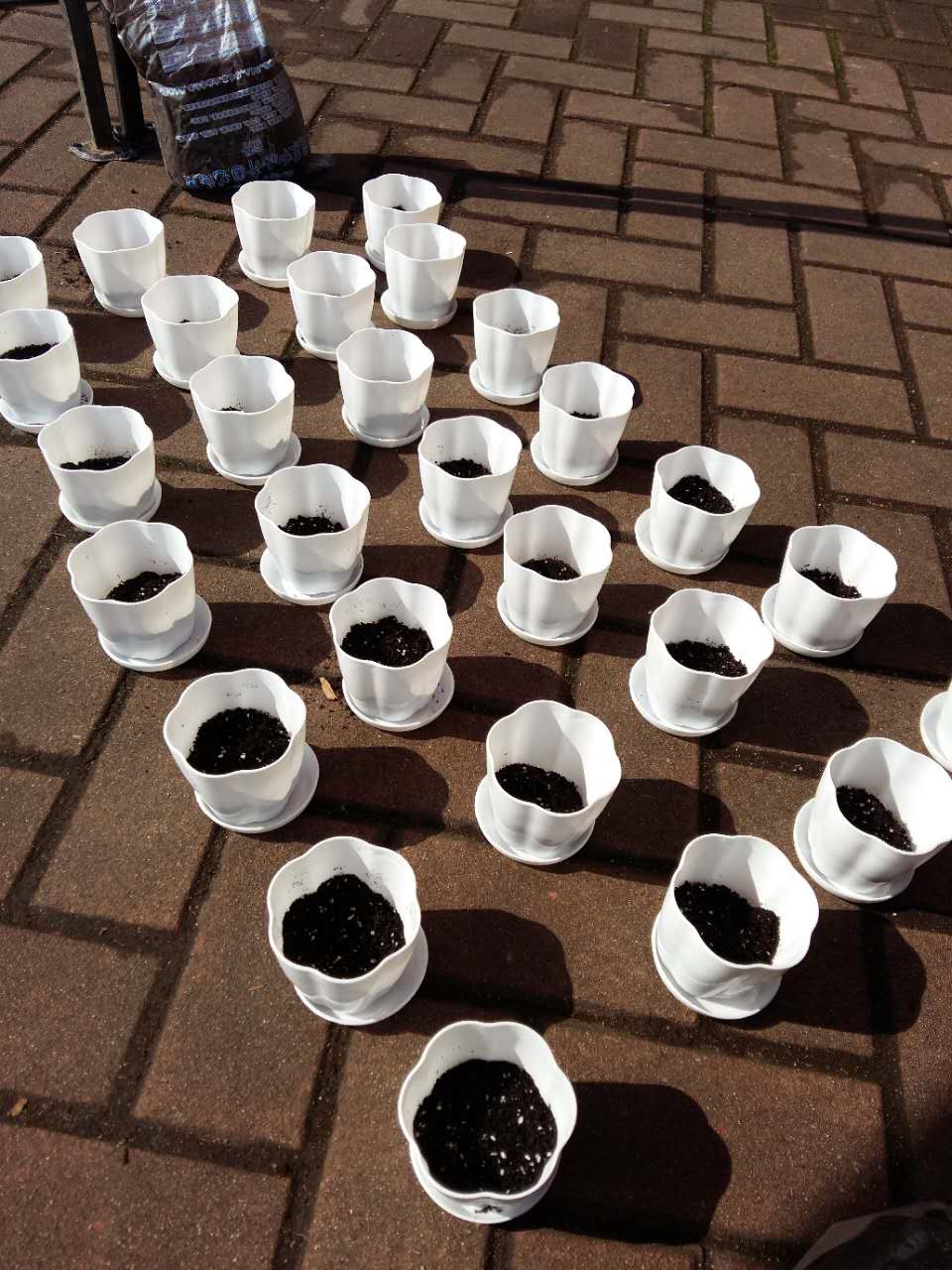 毕业生们亲手种植种子